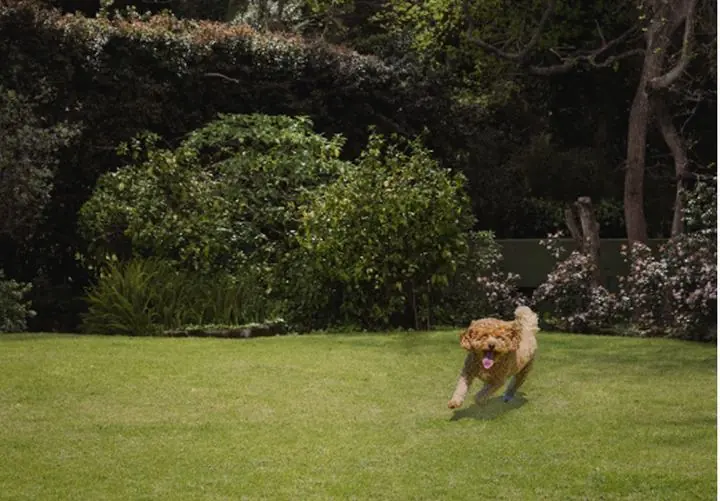 Lawn